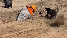 炎炎夏日，狗狗帮工人建筑工地