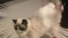 #街舞 #猫 学废了！#搞笑 #动物的迷惑行为