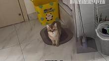 猫：你这拙劣的演技让我感到恶心#猫咪 #搞笑