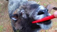 给山羊吃小米辣，看他有什么反应#小羊 #山羊 #小山羊 #吃草 #小绵羊 #矮山羊 #动物的迷惑行为