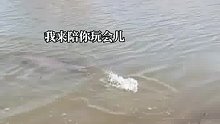 男子在江边游玩，发现一只江豚在朝自己吐口水