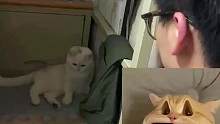 小猫咪的无语时刻，人类整蛊起猫咪来，真是比狗还狗 #被玩坏的猫咪 #猫咪日常 #猫咪  #猫咪的迷惑