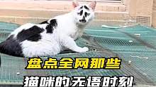 盘点猫咪的无语时刻