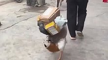 一只帮忙拿快递的大鹅…