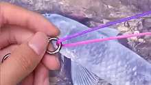 钓大鱼常用八字环绑法，结实不切线