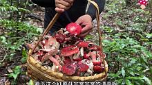 大山上红蘑菇疯长，干的一斤最高卖到2000元，小伙冒雨捡了一大篮