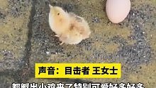 谁家扔的鸡蛋孵出小鸡了