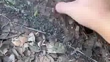 鼹鼠的故事