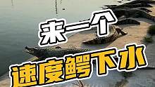 来一个速度鳄下水#鳄珍 #鳄鱼