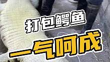 打包鳄鱼一气呵成#鳄珍 #鳄鱼养殖场