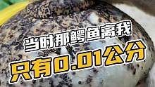 当时那鳄鱼离我只有0.01公分#鳄珍 #鳄鱼