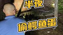 半夜进鳄鱼园拿我们的皮带！#鳄鱼