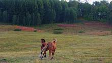 这波“马粮”猝不及防，在新疆禾木偶遇两匹马在亲亲？？给我整不会了#新疆是个好地方 #我把新疆拍给你看