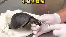 小乌龟的脑袋里长满的马蝇幼虫#动物救助