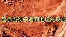 盘点当狗子遇到老虎的反应，狗子，当时我害怕极了！#动物的迷惑行为 #小老虎有什么坏心思呢 #狗子的迷