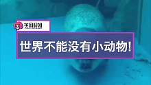 世界破破烂烂，小动物缝缝补补❤️