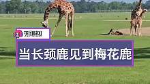 没见过普通小鹿的好奇长颈鹿：你是和我一样的鹿吗？你为什么没有脖子哇？#长颈鹿 #梅花鹿