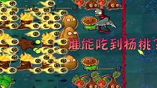 【植物大战僵尸】谁能吃到杨桃？