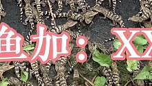 小鳄鱼，大量现货，价格便宜#鳄鱼养殖场 ##鳄鱼苗