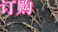 小鳄鱼，全国包邮包活#鳄鱼养殖场