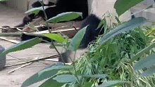 熊猫是独居动物，很少能和同伴共用一片场地，萌宝和萌玉已经5岁了，已经是个成年熊猫了