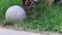 老虎开心的玩着石球，怎料一个不留神