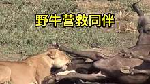 非洲野水牛从狮子口中营救同伴#动物 #狮子 #野生动物零距离 #水牛 #野牛