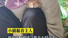 被黏成猫“饼”都舍不得下来