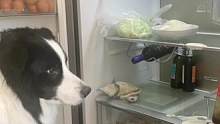酸奶洒了一冰箱正确的处理方式#边牧 #当你有只嘴馋小狗