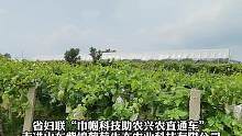 山东省妇联“巾帼科技助农兴农”直通车走进临沂。喜悦的心情随着每一颗葡萄的成熟而愈发浓郁。