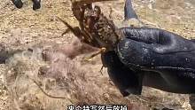 清除废网（下级）：到现在，今年一口龙虾肉都没吃上#自由潜渔猎 #米诺可 #潜水#自由潜