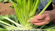 #乌塌菜口感特别脆嫩，能摘一茬又一茬，够全家人吃很久了,推荐你也种一些#优质农产品 #新农人计划