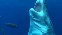 海洋霸主它们称不上，但强大的咬合力结合暴戾的性格，凶恶的外表，大白鲨依然是海洋头号杀手