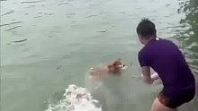 狗子下水玩，结果在水里干起来了