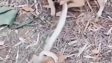 蟒蛇大战小狗