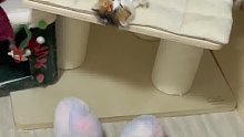 小猫咪睡觉也要听喵喵儿歌米努特矮脚猫小奶猫的成长日