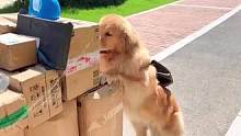 8月8日 #河南  主人拉一车快递，金毛背着包帮忙推车，网友：没有一口狗粮是白吃的。#狗狗  #小狗