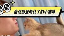 盘点那些萌化了的小猫咪：一个个的太萌了☺️#萌宠 #萌宠出道计划 #可爱到爆炸 #今日份小可爱已上线