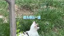 猫妈妈：你把我也偷走算了#萌宠出道计划 #猫咪 #搞笑