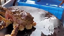 这是什么螃蟹