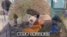 熊猫：一墩难求？我就是冰墩墩本墩