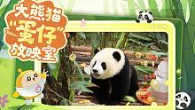 大熊猫“蛋仔”放映室②｜“蛋仔”生日会，寿星登场！