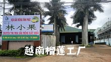 越南榴莲工厂准备开业捏