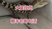 漂亮的小鳄鱼谁不喜欢#鳄鱼养殖场