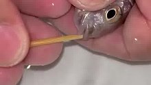 鱼肚子里面竟然有好多小鱼，而且是从水里吐出来，谁来科普一下？