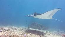 海洋里最优雅的生物～Manta