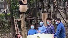 “下班了”大熊猫赖树上不肯下来，工作人员用破床单“收猫”。动物园的工作人员们赶紧学起来
