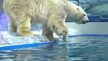 北极熊：试探一下水温。嗯，凉快！玩具：走你