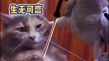 涨知识了，原来猫猫的胡须是这么用的！脑洞打开了