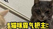 盘点那些霸气护主的猫咪，它虽然不会说话，却用行动诠释了什么叫忠诚#猫咪的迷惑行为 #喵星人 #被猫猫